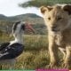 Nieuwe beelden van The Lion King geven je kippenvel en moet je gezien hebben!